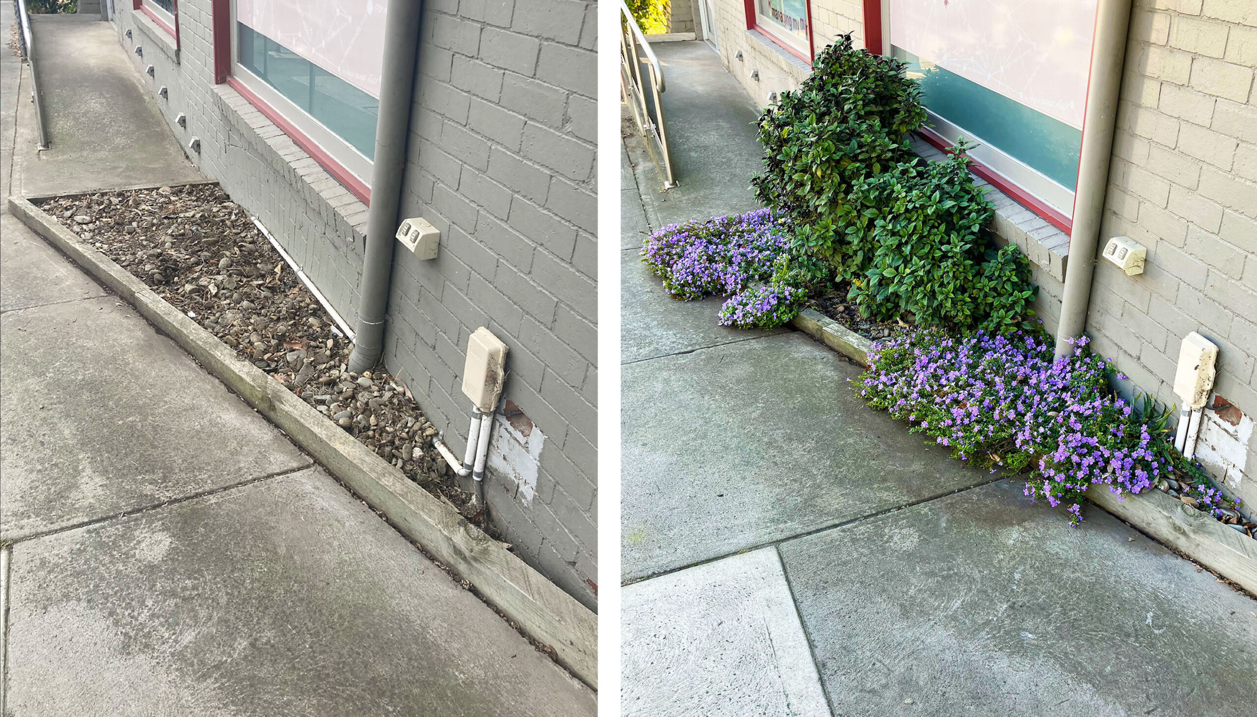 Before & After – Roots Horticulture
