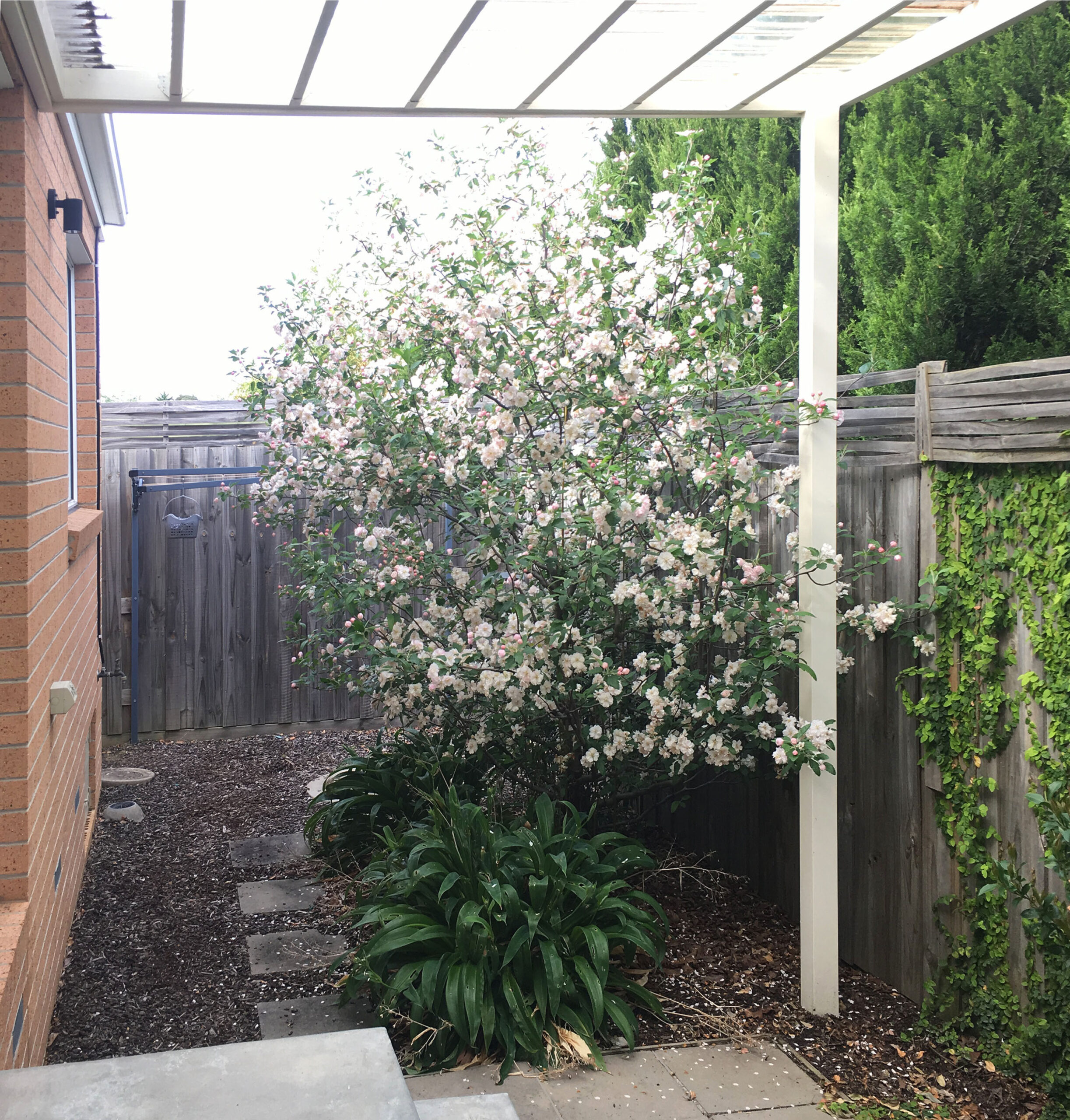 Lawn and edging care